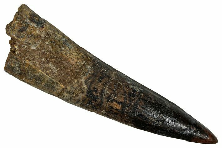 Fossil Spinosaurus Tooth - Real Dinosaur Tooth #355724